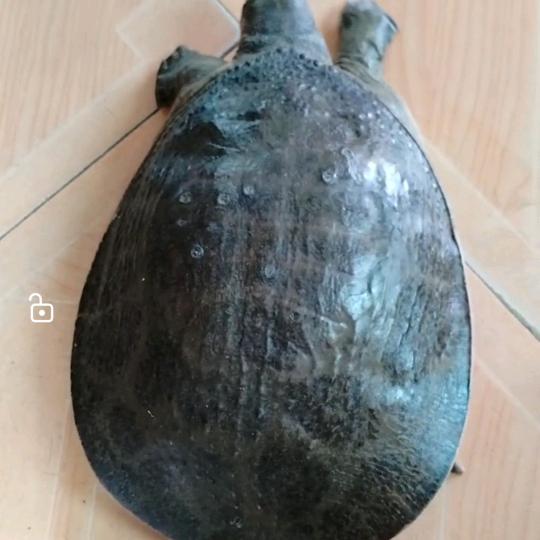 小彭户外小号