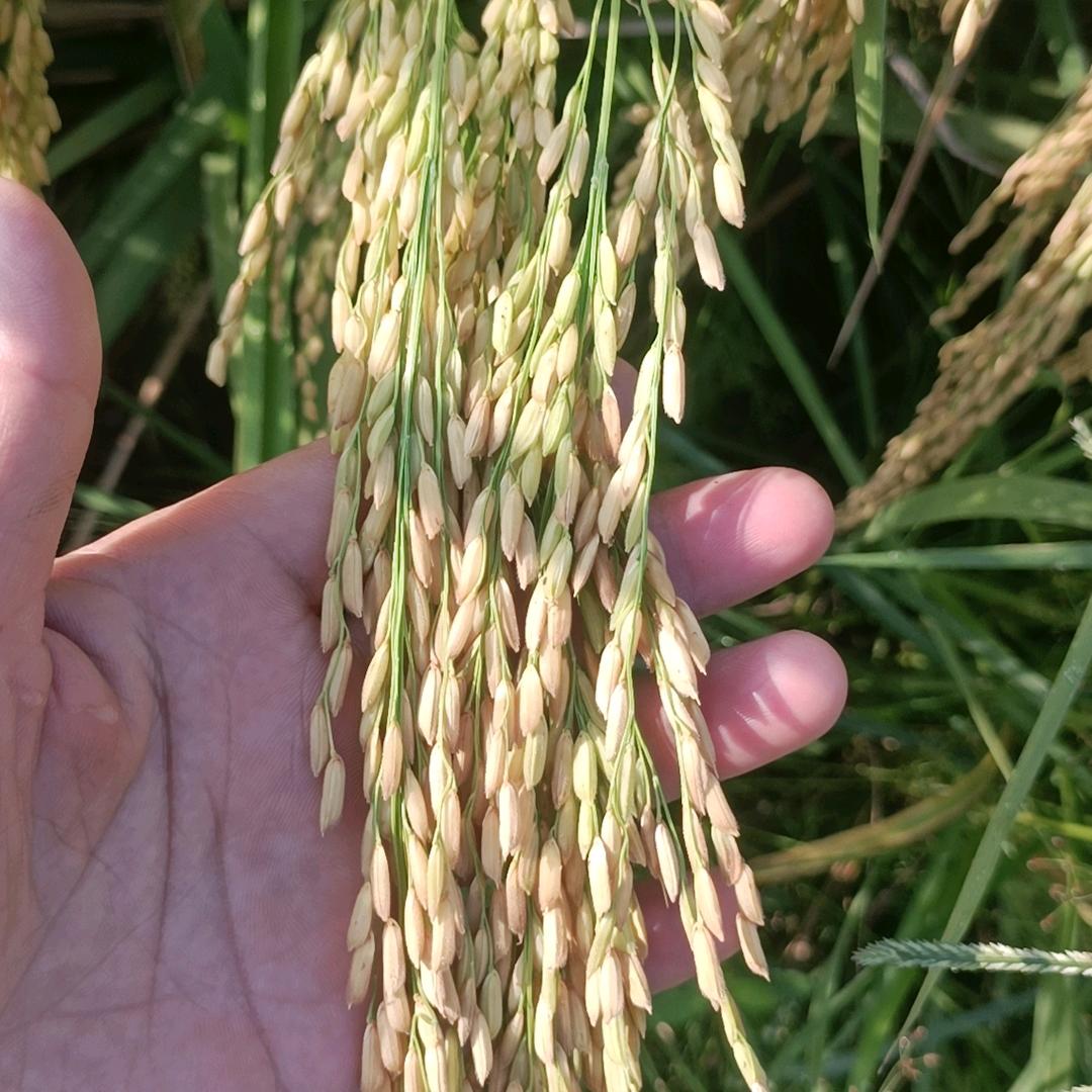 水稻种植家庭农场🌾老倪