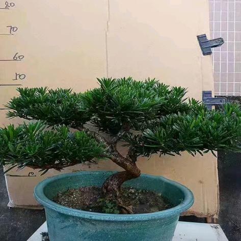 城市猎人（2）