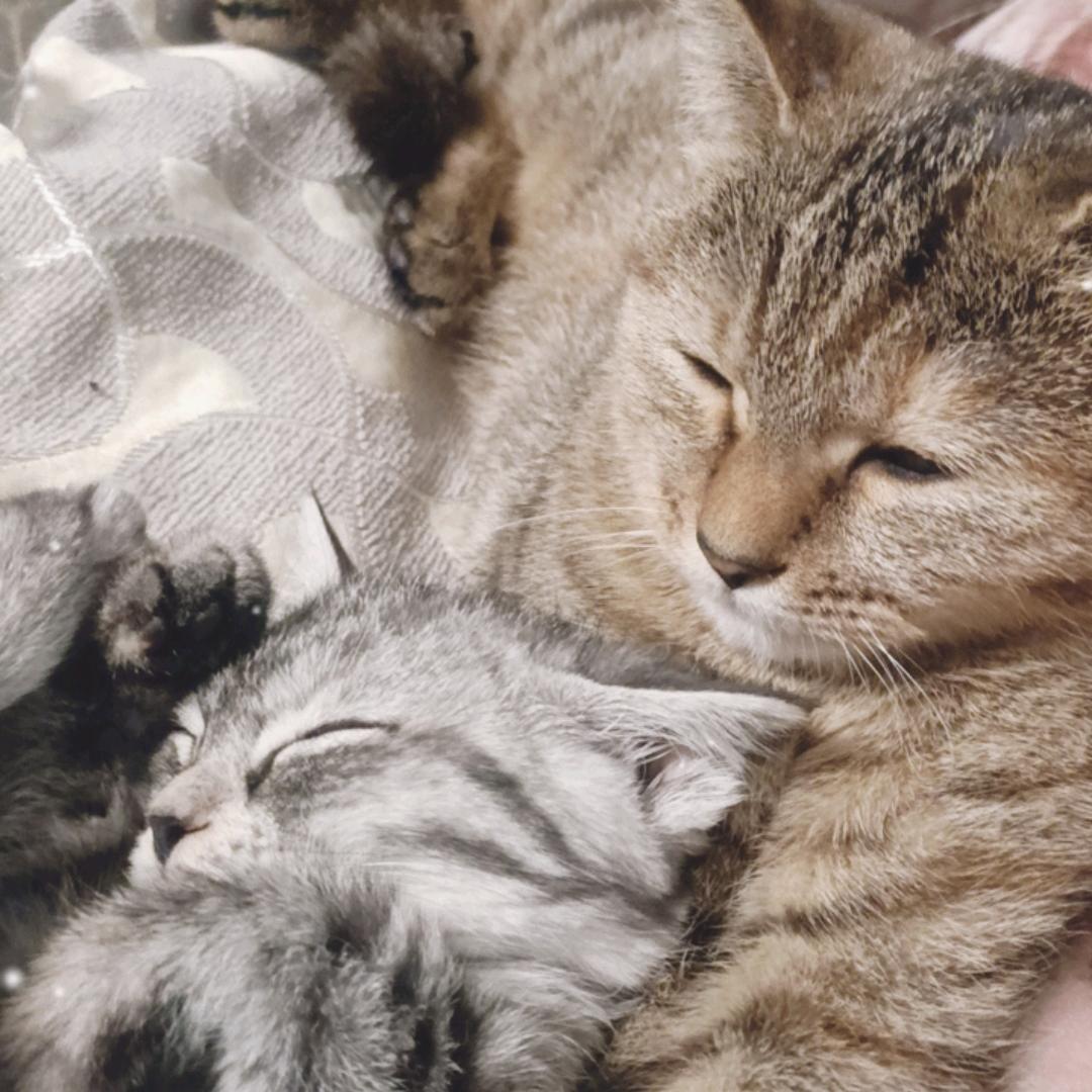 桃昈和猫猫们的生活