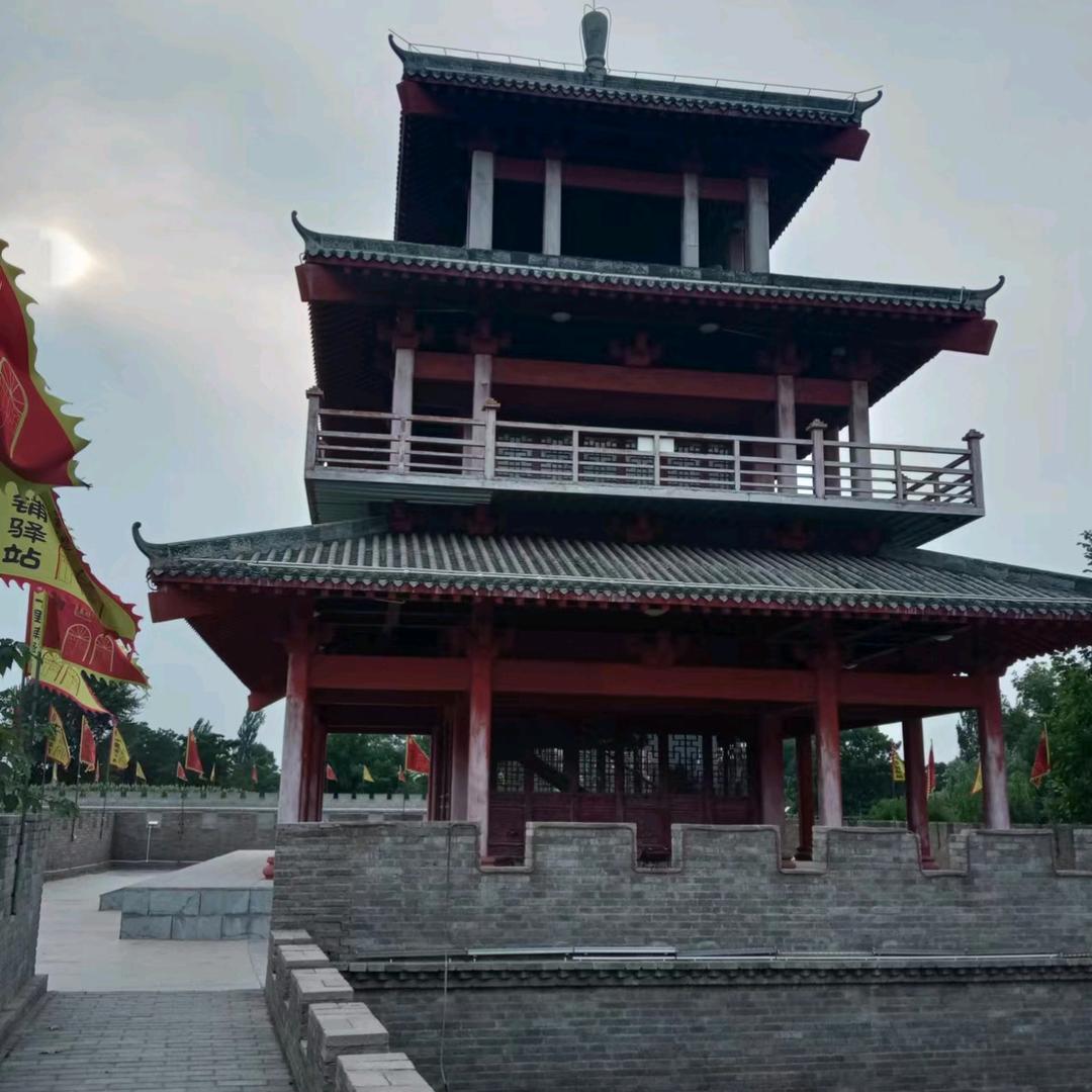 不老松