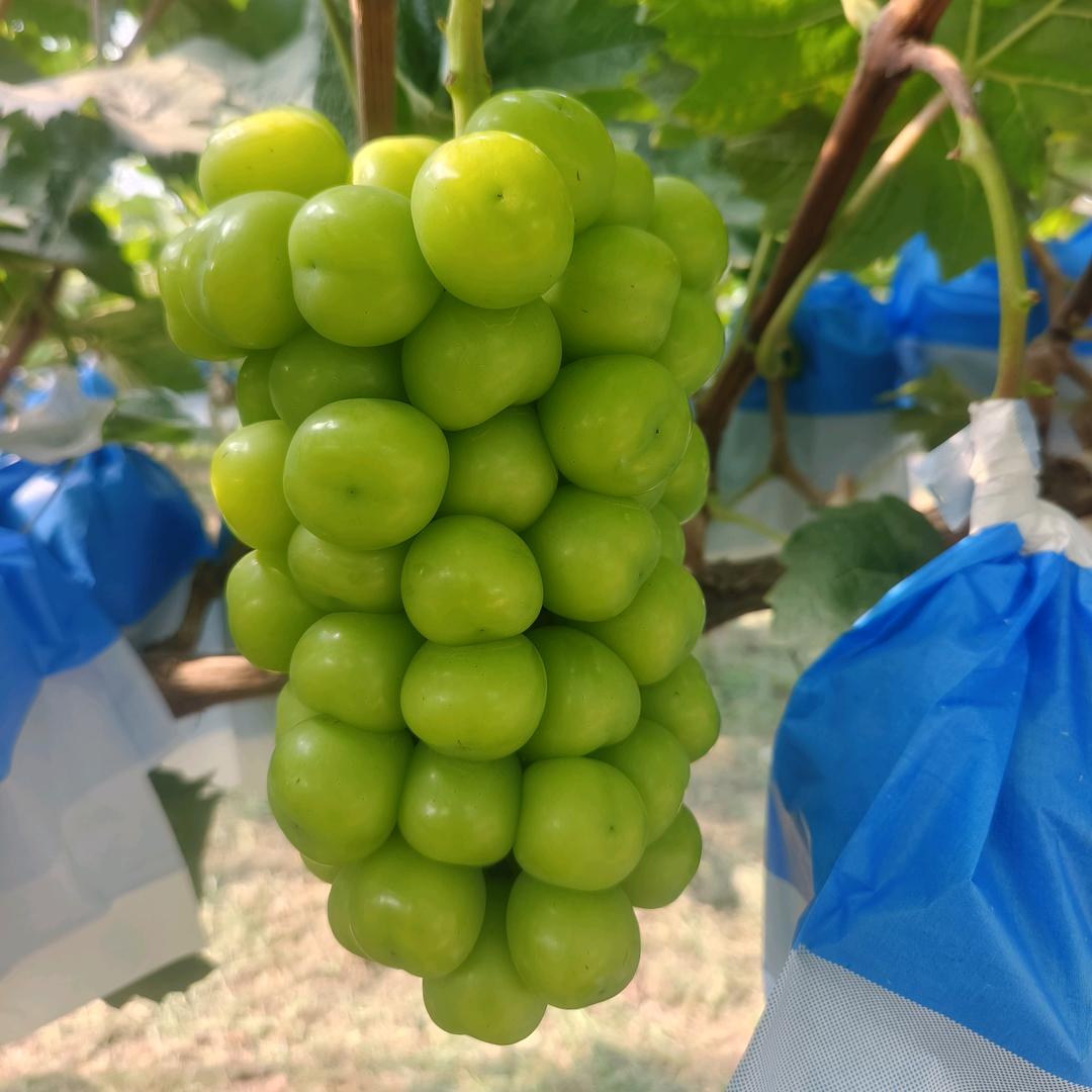 张传明家庭农场