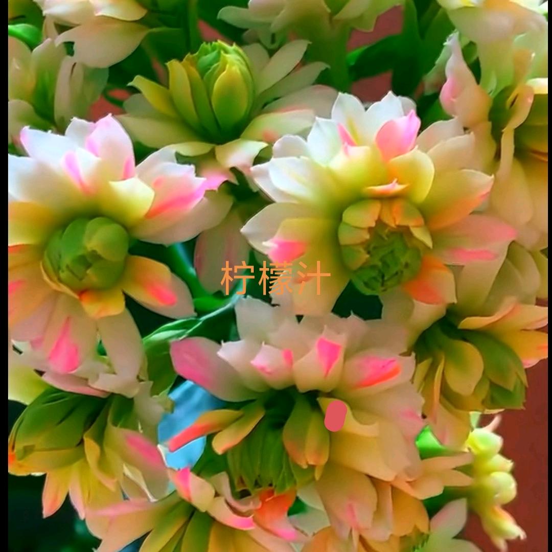 小王的花园