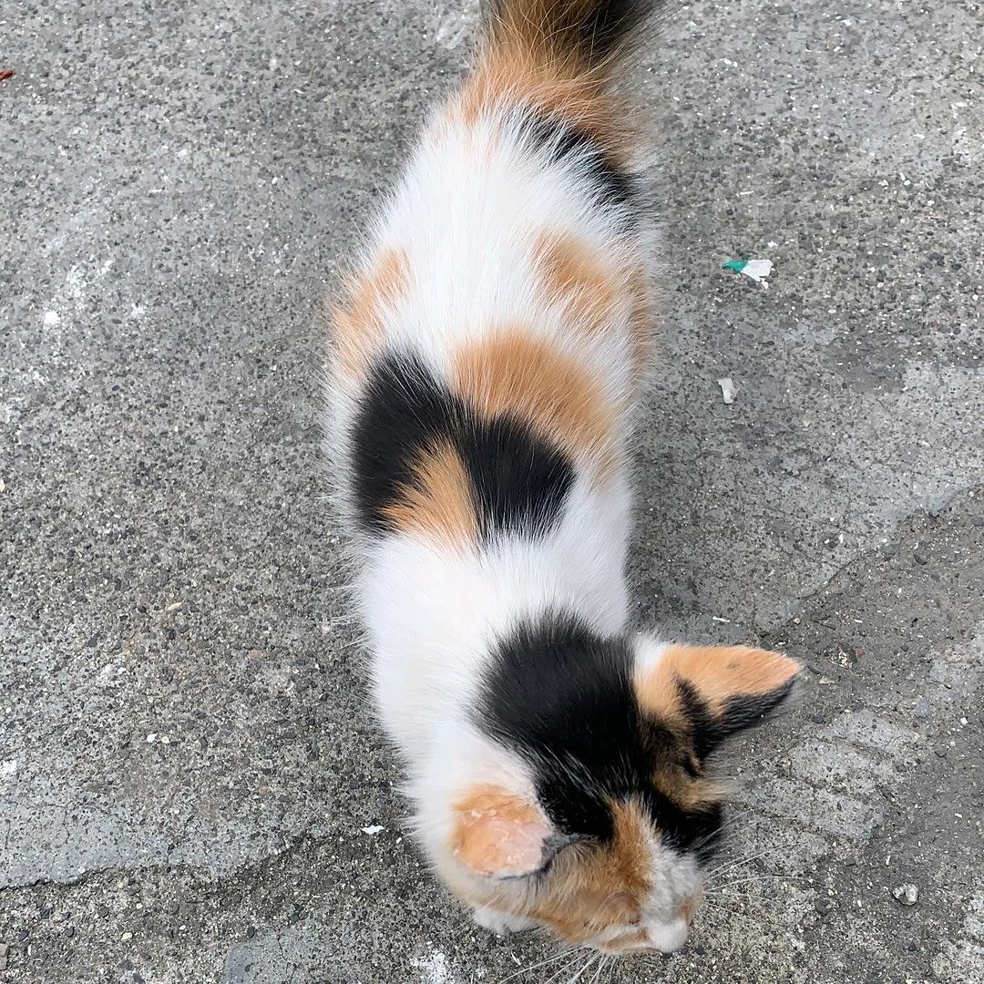 幸运星🐾🐾🐾