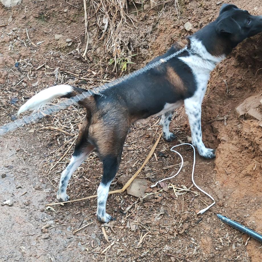 四大名猎之一凉山猎犬