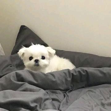 桐锣烧