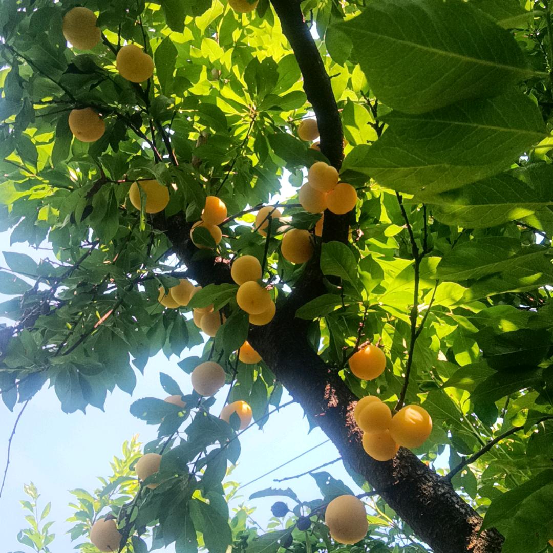 王师傅
