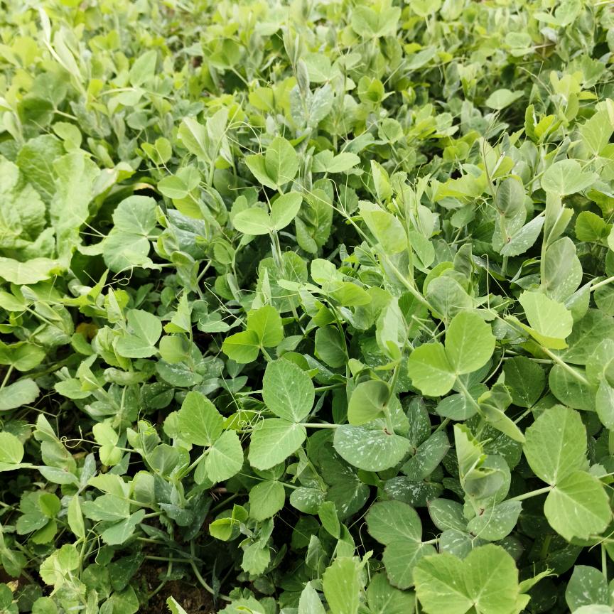 永结同心526