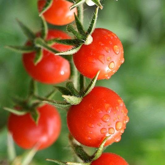 番茄季节 美食有约