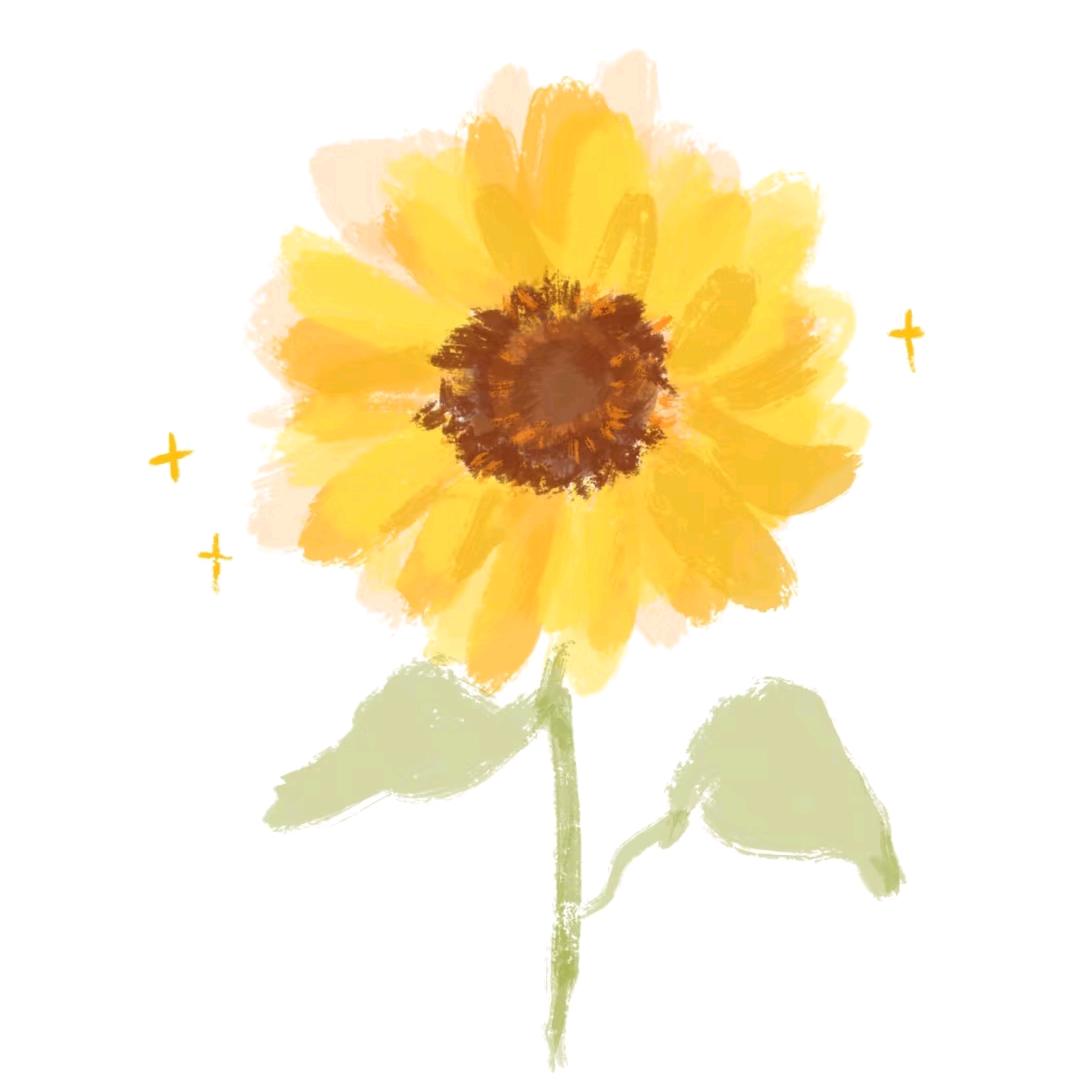 雏菊