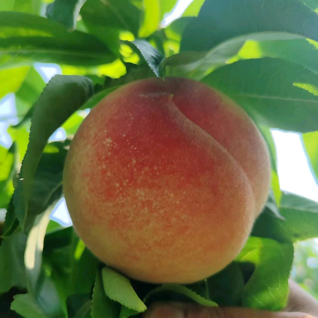 桃之语农产品经营部