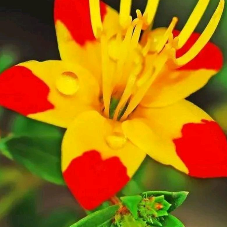 45110377714一笑嫣然