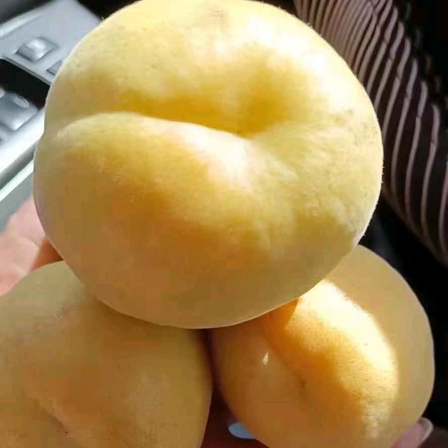 阳高县小陈农产品经营部