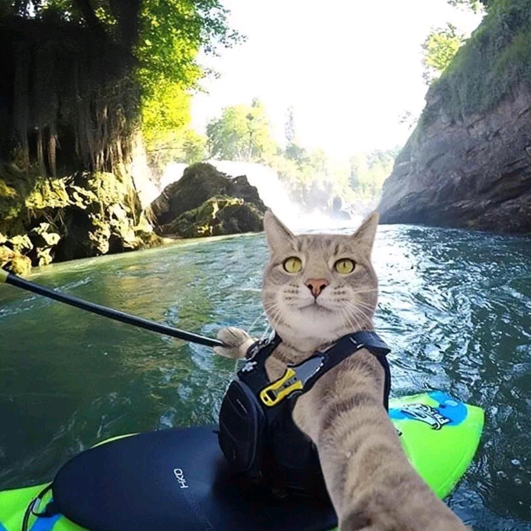 小猫爱钓鱼