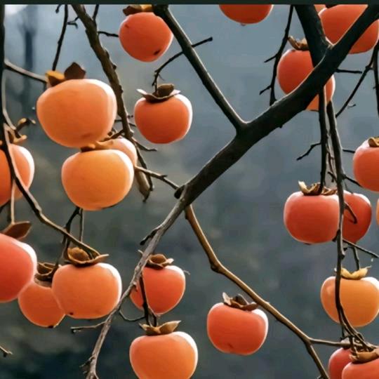 顺刘烩面私房炒鸡(国控中州新城店)官方号