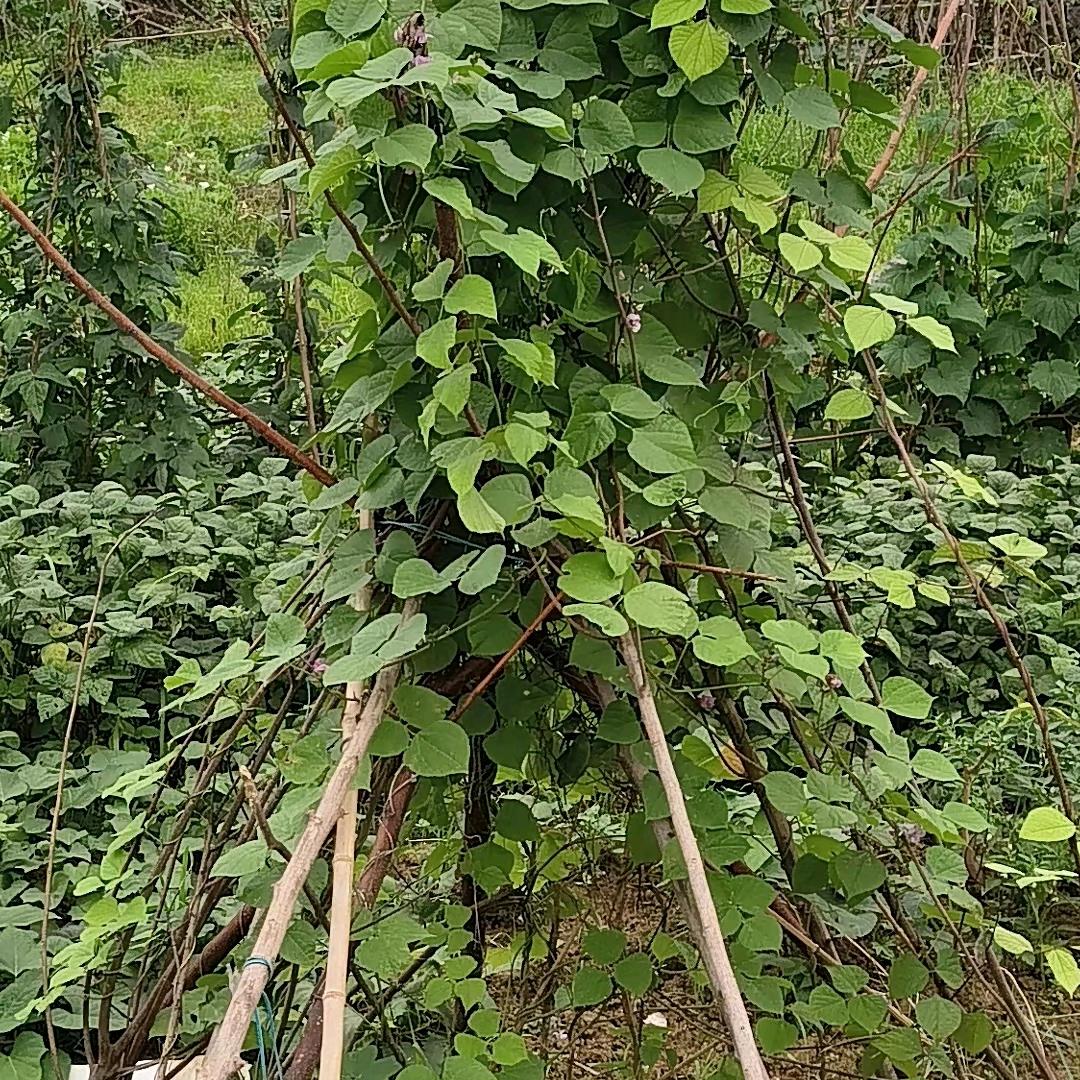 丽姐……👷🏻‍♀️