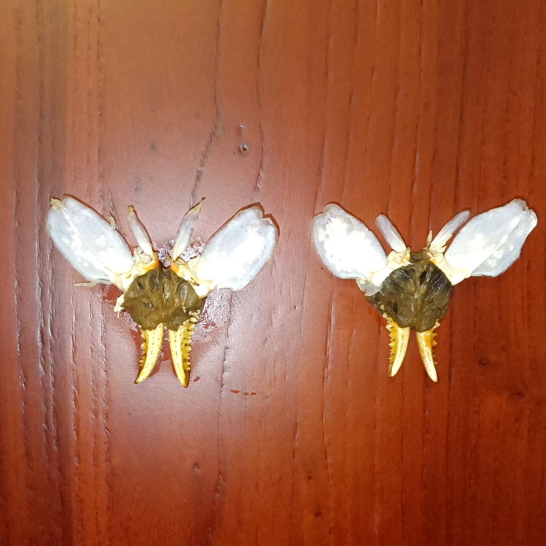 虾兵蟹将在海边等你