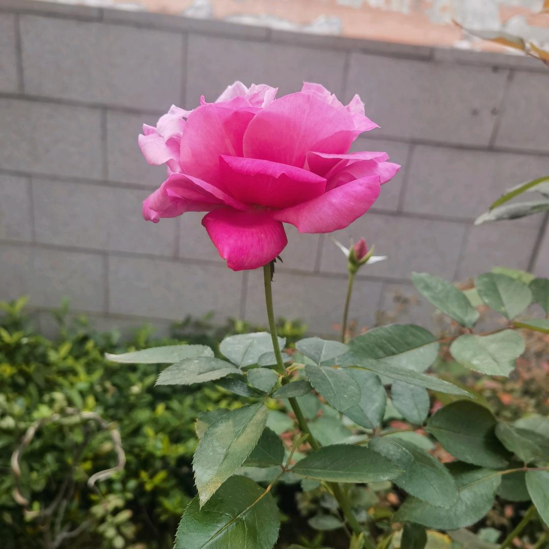 花菜满园