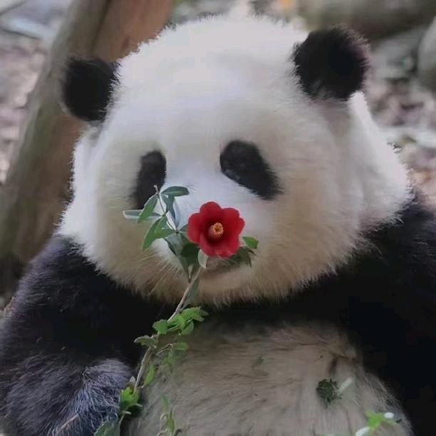 屋盾威子哥