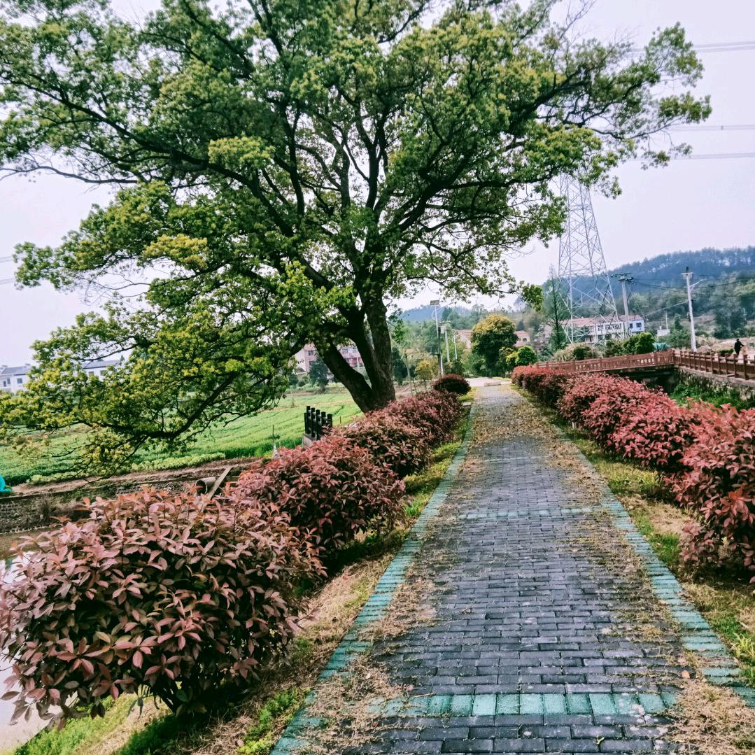 黄梅飘香