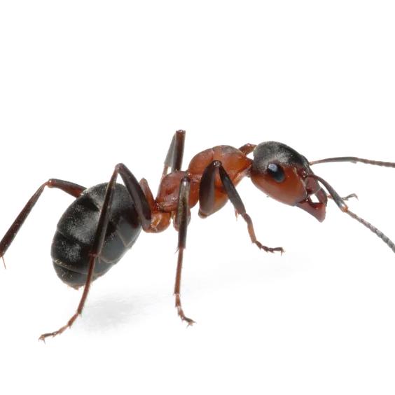 小🐜
