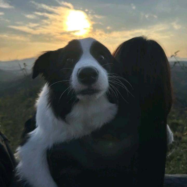宠物博主🐾