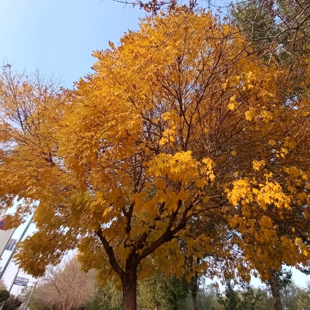自由陈