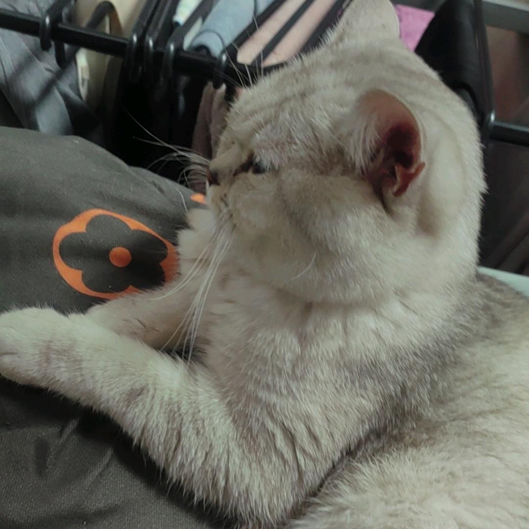 ☞拽☜的铲屎官 （连赞拉黑）