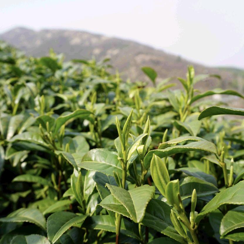 信阳毛尖双云茶業