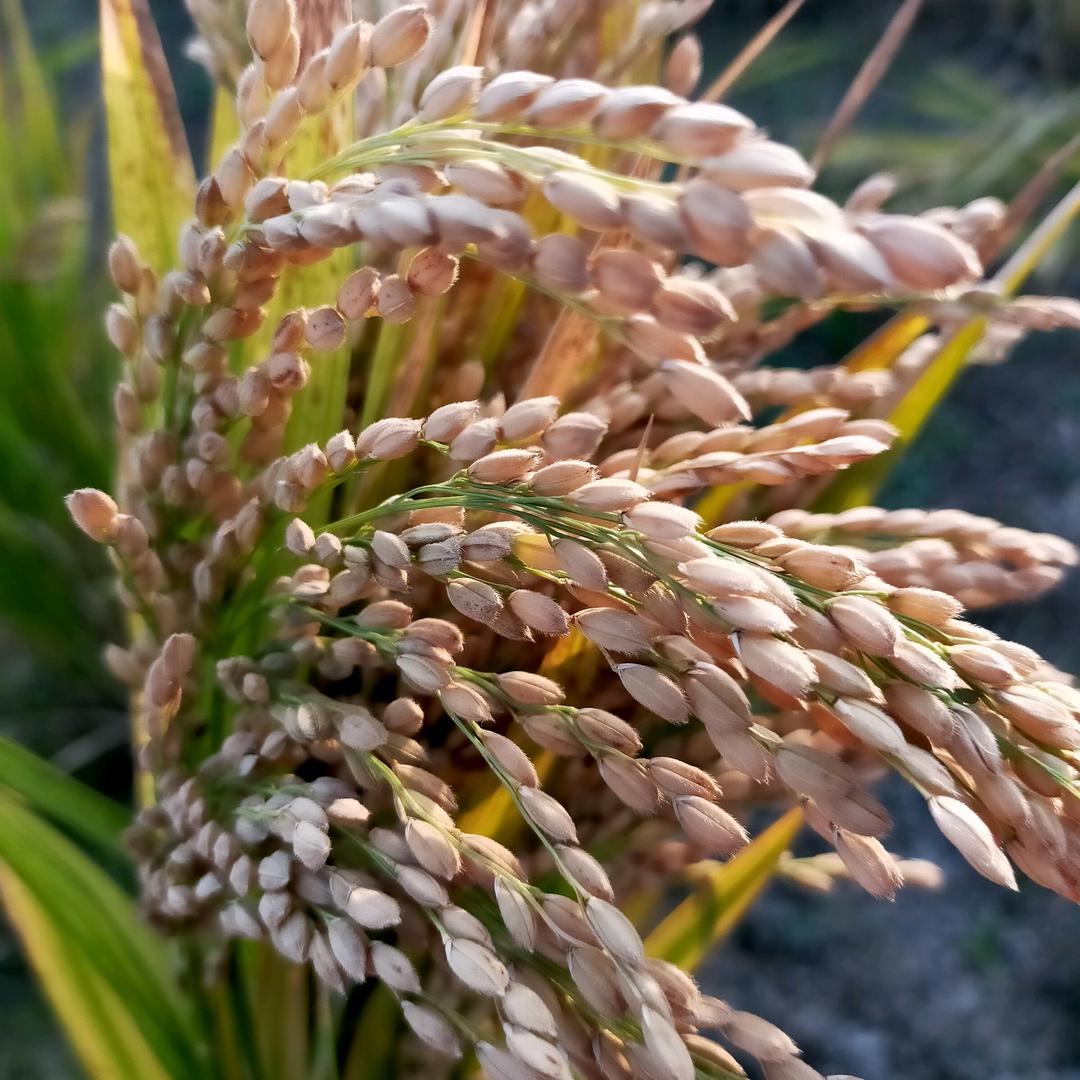 70后种地蒋姐🌾🌾🌾