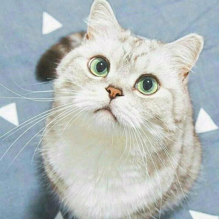猫玖
