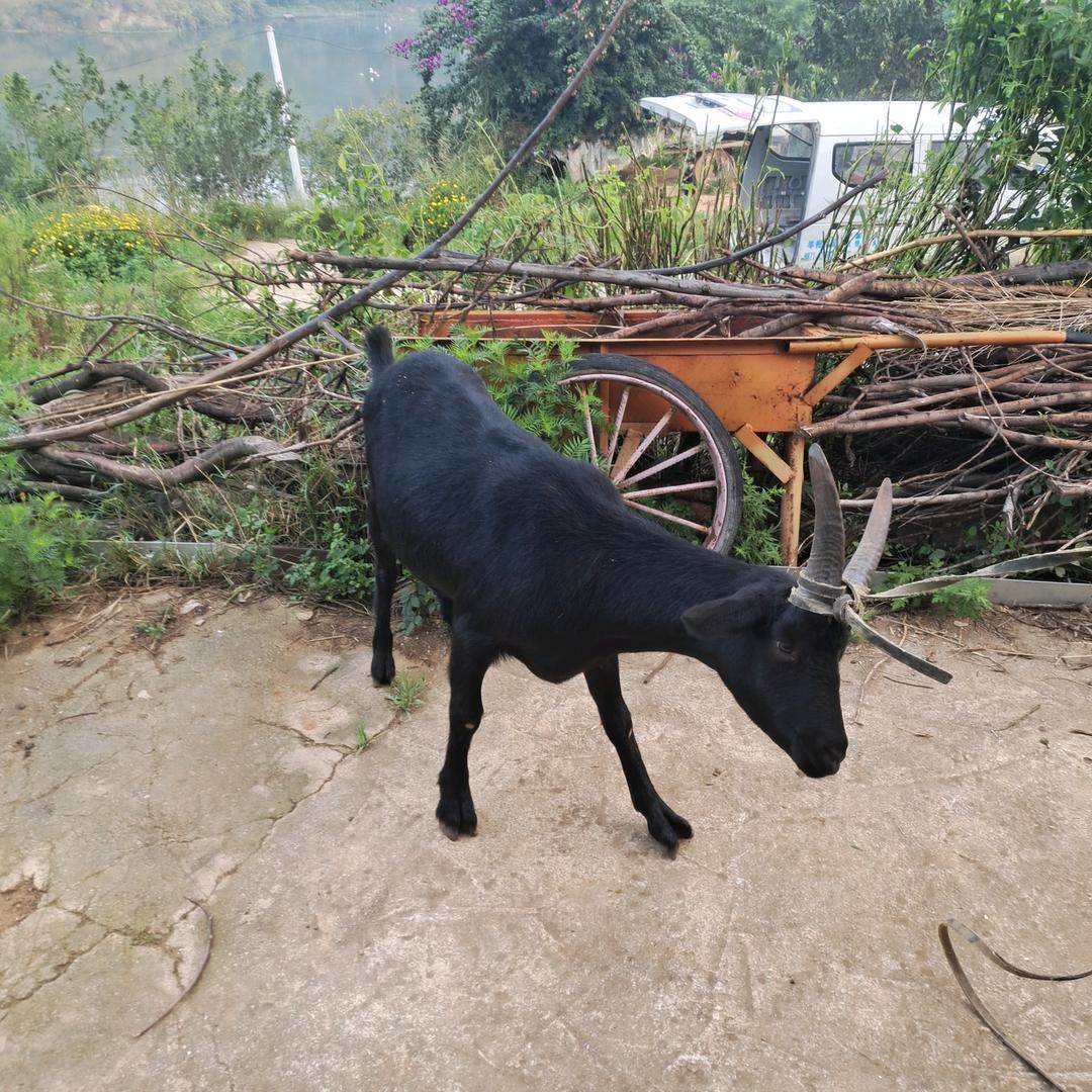 山蜜柚（生态养基地）