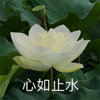 哈密瓜