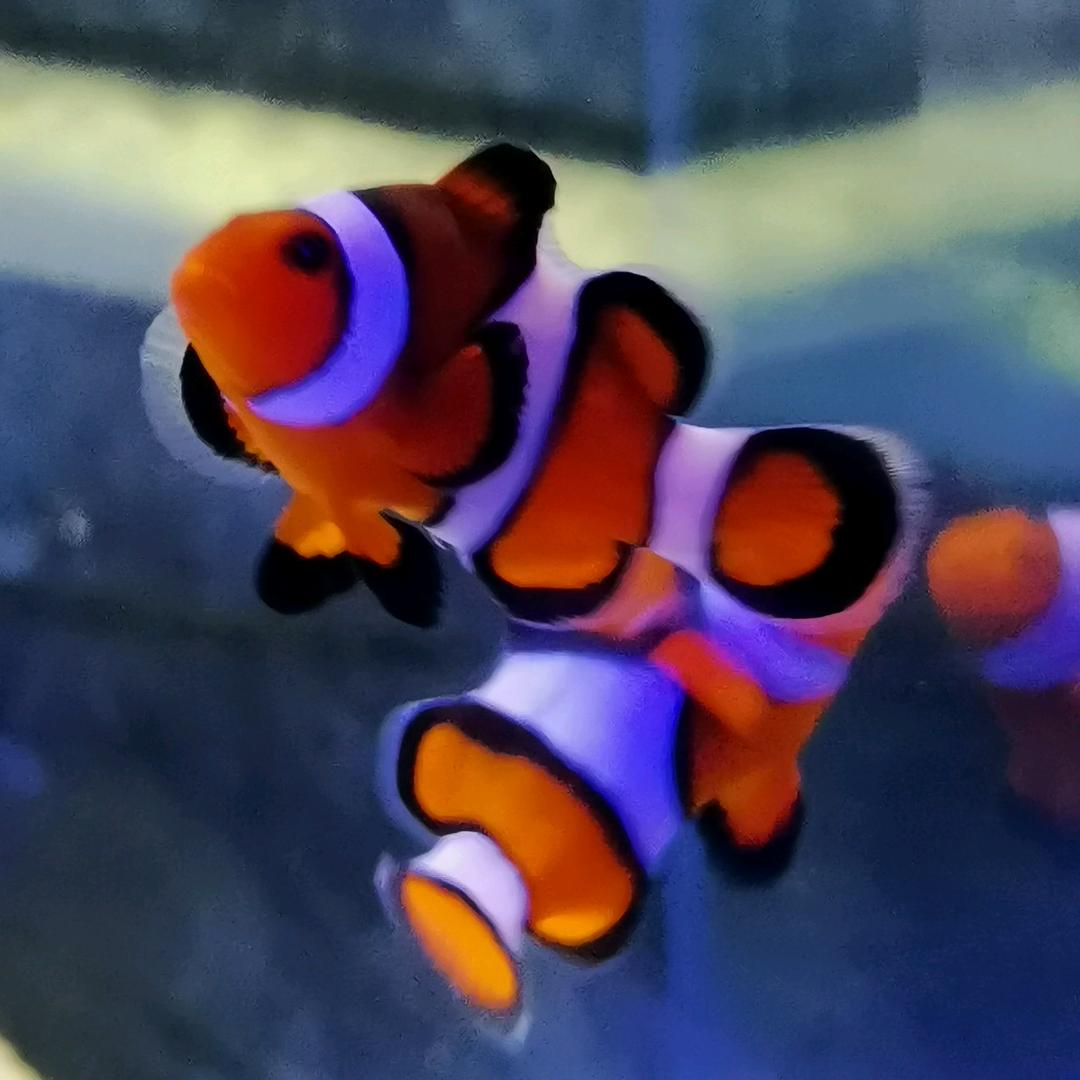 青岛鑫源美海洋生物(官方账号)