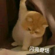ʘ‿ʘ
