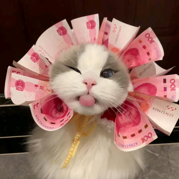 宇宙偷猪专员