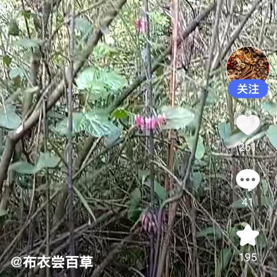 ，招财的李子树