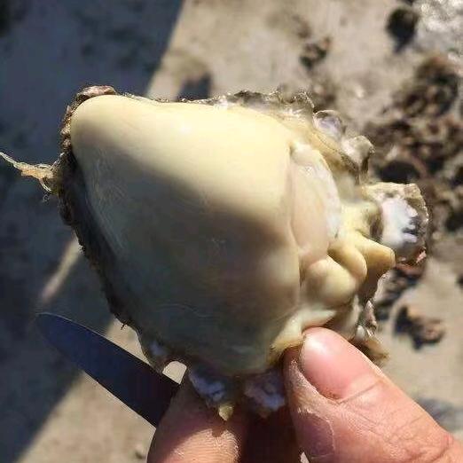 ゞ鲜美多ゞ金辉蚝业₅₁₅