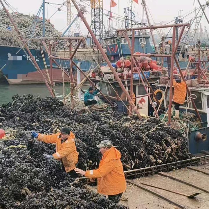 （海虹妹）日照海鲜大量上市码头源头直发