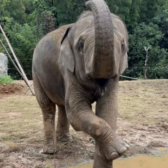 象宝宝🐘🐘