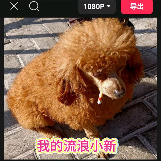 @大叔爱宠物