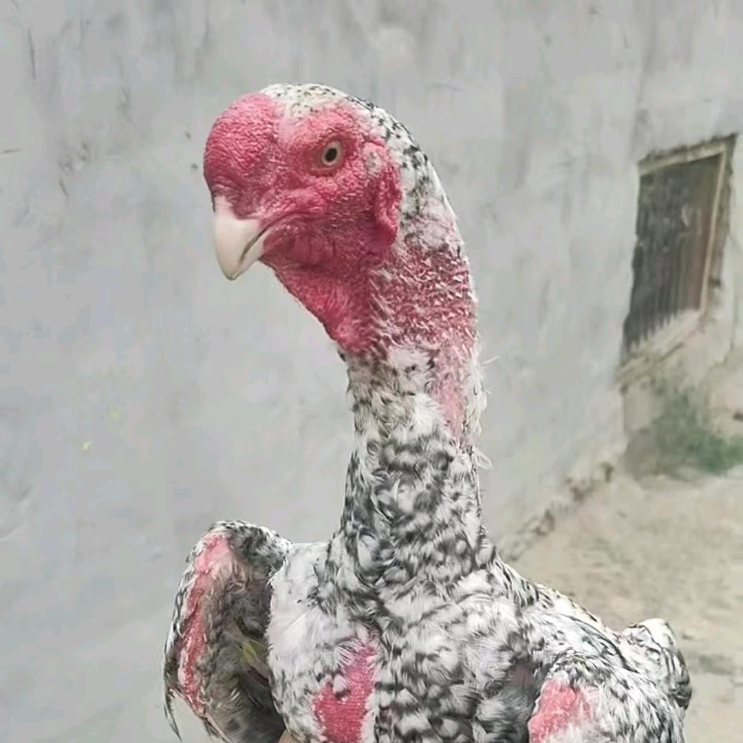 💔سےھرا ئوغلى💔