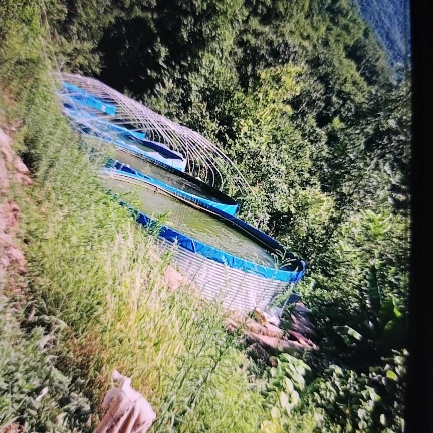 山里的鱼农