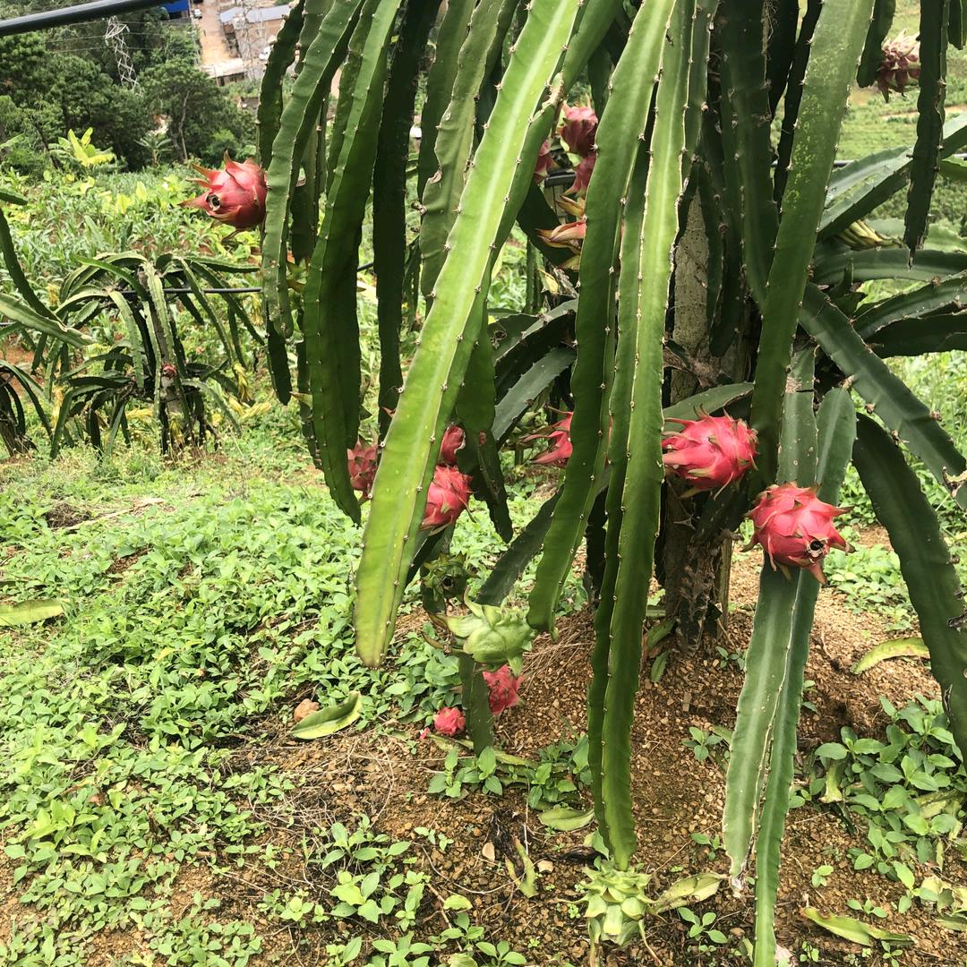 焱意