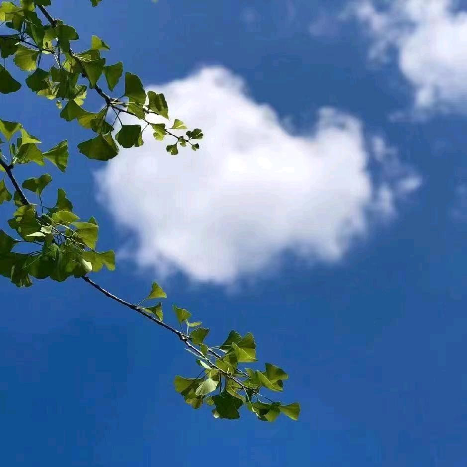 雁窩AI尼