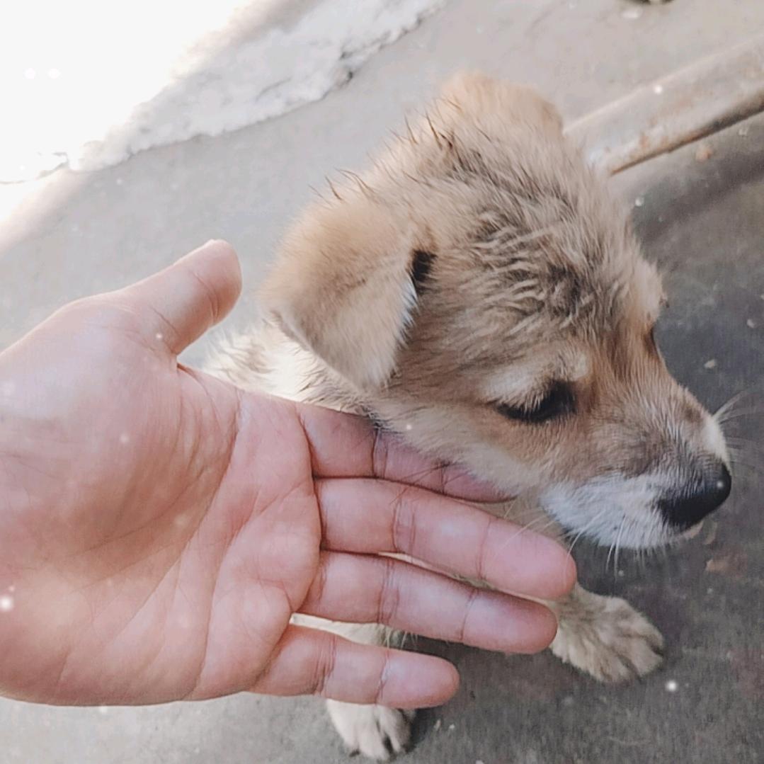 60后飞姨与它的小奶狗小富