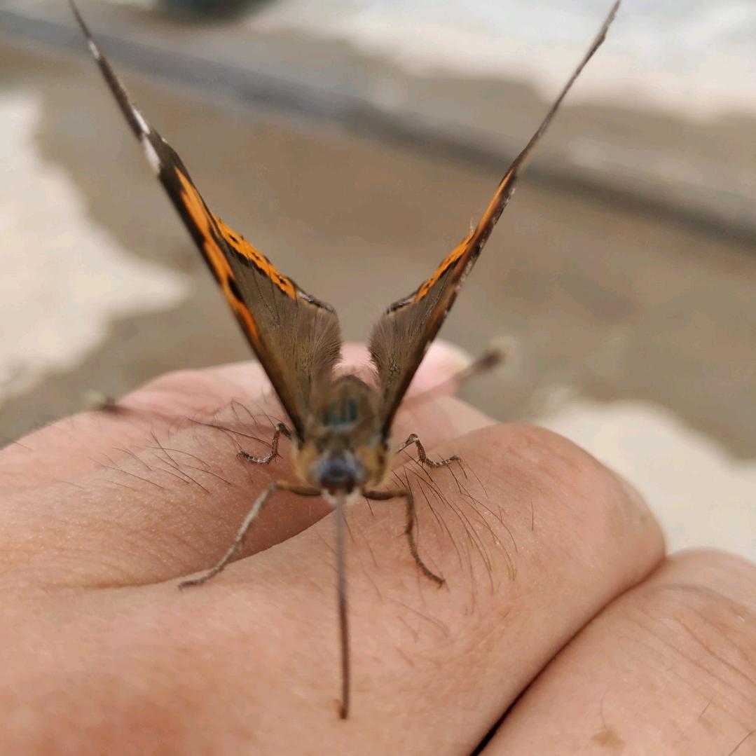 人生若只如初见