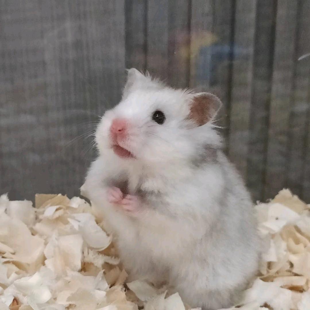 鼠鼠