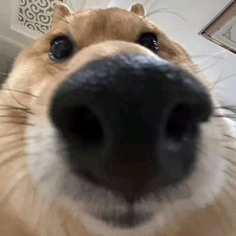 栀子花
