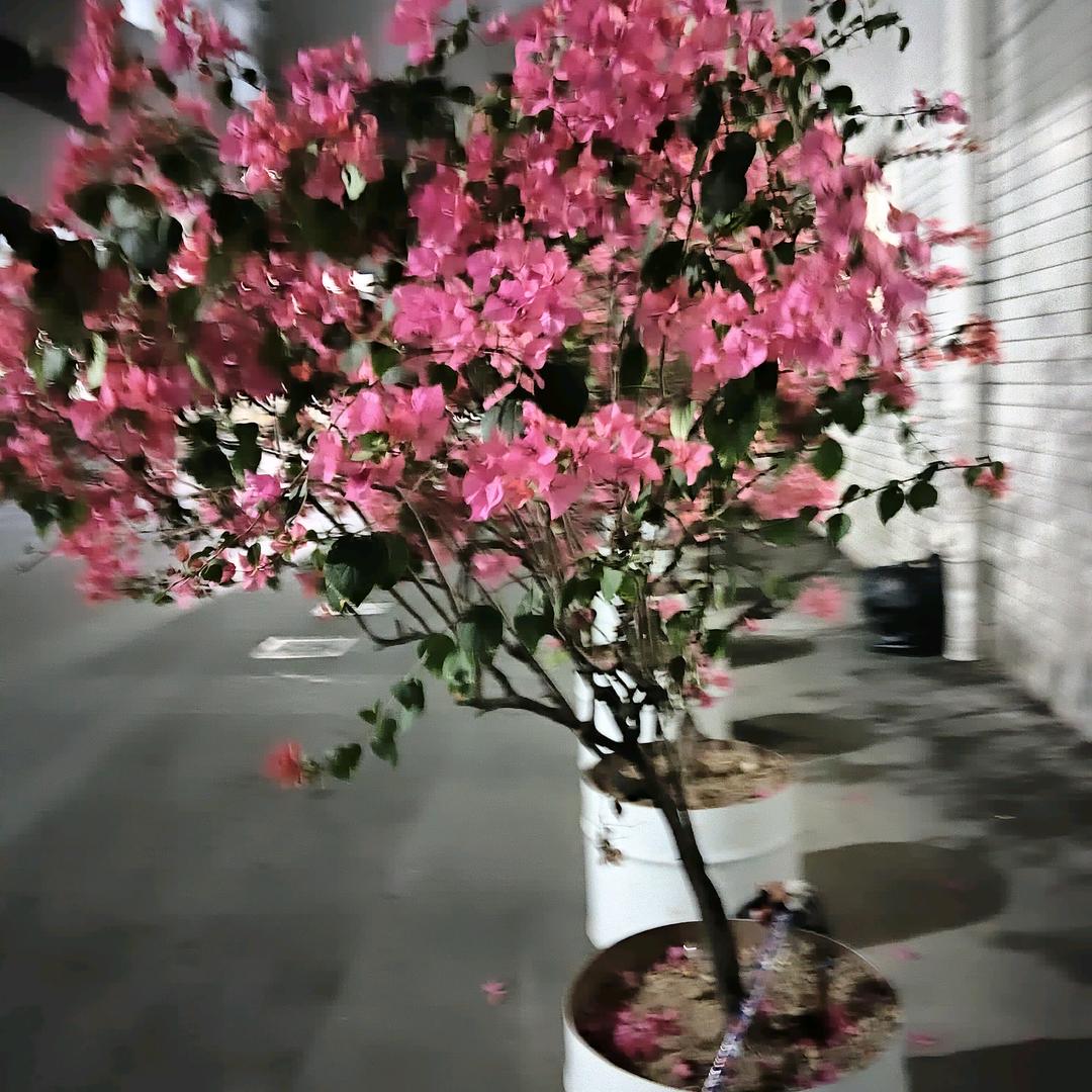 花开谁家